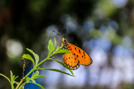 This is an orange butterfly with round black spots in a garden in Aceh, Indonesia