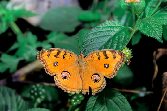 This is an orange-winged butterfly with eye pattern motifs on its wings, useful for scaring predators, a very interesting motif.