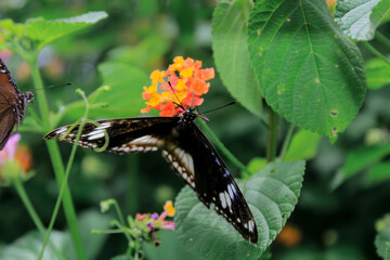 Fototapeta premium a butterfly sucking the juice from a flower in my yard in aceh indonesia