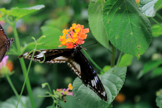a butterfly sucking the juice from a flower in my yard in aceh indonesia