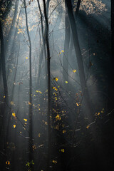 Foret dans la brume