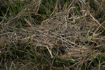 Grains in the field before harvest