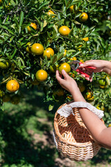 Woman's hands harvesting oranges in the garden