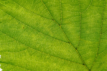 Fototapeta na wymiar Leaf of a deciduous tree