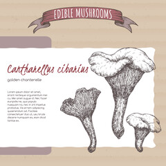 Cantharellus cibarius aka golden chanterelle sketch on cardboard background. Edible mushrooms series. - 556487217