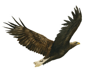A flying eagle hand drawn in watercolor. Watercolor animal illustration.