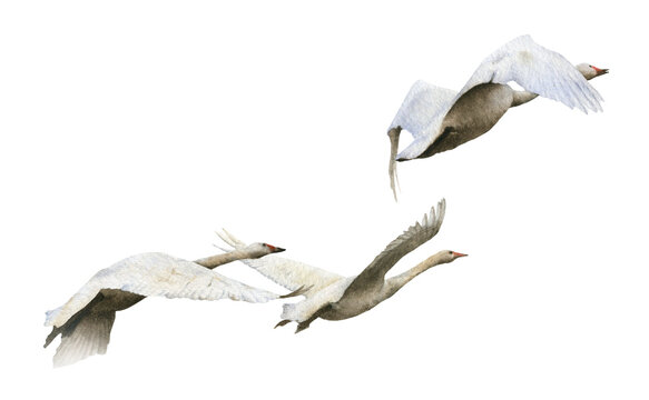 A flying flock of geese hand drawn in watercolor isolated on a white background. Watercolor animal illustration.
