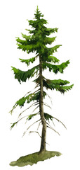 A picturesque single spruce (fir) hand drawn in watercolor. Watercolor illustration. 