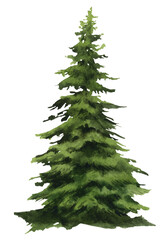 A single spruce (fir) hand drawn in watercolor. Watercolor illustration. 