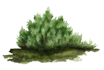 Small juniper bush hand drawn in watercolor. Watercolor illustration. 