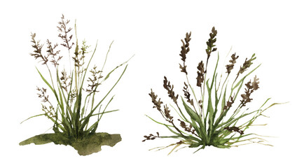 A set of two grass bushes hand drawn in watercolor. Watercolor illustration. 