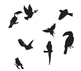 Illustration drawing style of parrot birds collection