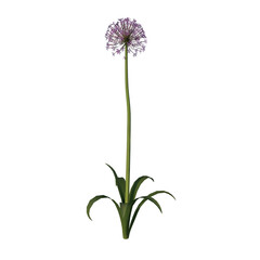 Front view of Plant Flower ( Allium giganteum 1) Tree png