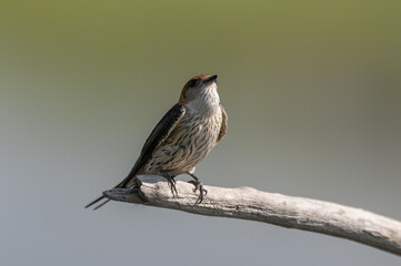 Cecropis cucullata - Greater striped swallow - Hirondelle à tête rousse