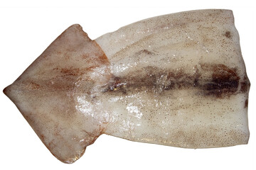 Clean squid for cooking isolated transparent png. Squid or Dosidicus gigas