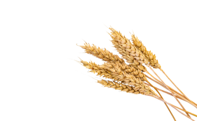 spikelets of wheat isolate on white background. Selection focus.