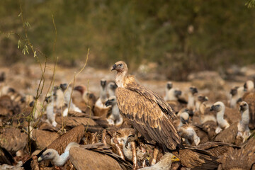 Himalayan vulture or Gyps himalayensis or Himalayan griffon vulture closeup during winter migration perched on carcass in dumping yard of jorbeer conservation reserve bikaner rajasthan india asia