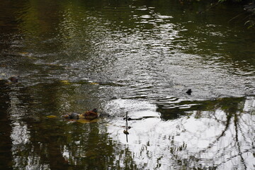 swan, duck or cormorant at danube river