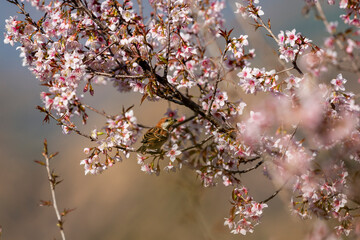 russet sparrow or Passer rutilans or cinnamon tree sparrow perched on pink flower of Prunus cerasoides wild Himalayan cherry and sour cherry tree at manila uttarakhand india asia