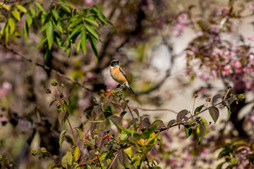 Siberian stonechat or Asian stonechat or Saxicola maurus bird closeup at manila uttarakhand india...