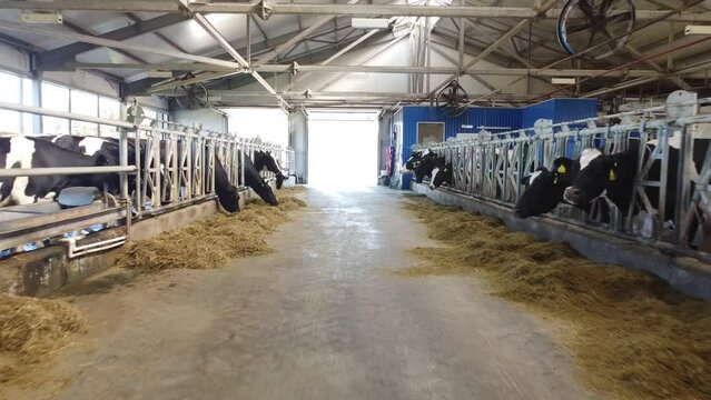 Long row of black-and-white dairy cows standing behind fence in cowshed while eating fresh hay inside animal farm. Cows on a dairy farm. Aerial photography from a drone, quadrocopter.
