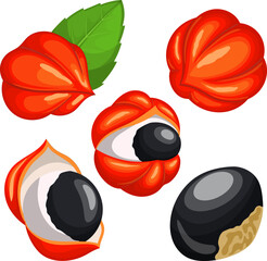 guarana fruit food set cartoon. natural ingredient, fresh organic, berry energy, healthy diet, exotic tropical, vegetarian antioxidant guarana fruit food vector illustration