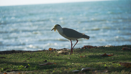 Masked Lapwing Bird in front of the sea