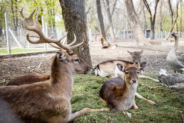 Lying deer and roe deer in the forest. Close up.