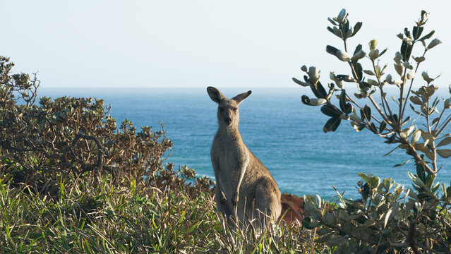 Kangaroo in Australia spotted near Yamba with the sea behind