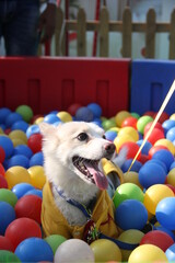 Fototapeta na wymiar happy dog in the ball pool Delhi Petfed 2022