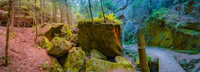 Panoramic view over magical enchanted fairytale forest with moss, lichen and fern at the hiking...