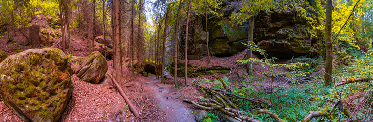 Panoramic view over magical enchanted fairytale forest with moss, lichen and fern at the hiking...