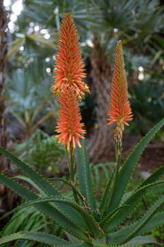 Orange flowers raceme of Aloe arborescens, krantz aloe or candelabra aloe
