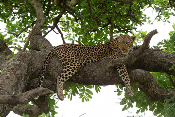 Léopard, Panthère, Panthera pardus, Afrique du Sud