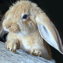frontal view of a small yellow rabbit in a cage