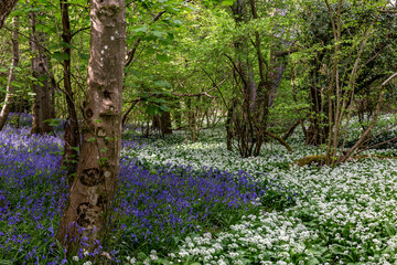Beautiful bluebells and wild garlic flowers in Sussex woodland in springtime