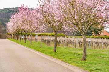 Blooming almond trees in Rhineland Palatinate (German Wine Street)