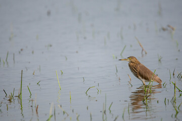 Indian pond heron