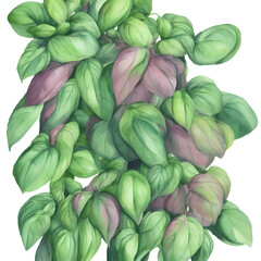 Cartoon Basil watercolor on bright white background 