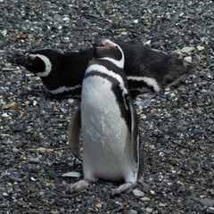 Fototapeta premium Pinguino fueguino
