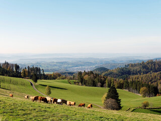 Obraz premium Black Forest landscapes in Germany. Around Gersbach in forested mountains, slopes and hills with herd of cattle in green pastures with view of the valley of Wiese to horizon