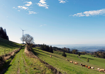 Fototapeta na wymiar Black Forest landscapes in Germany. Around Gersbach and its wind turbine, slopes and hills with herd of cattle in green pastures with view of the valley of Wiese to horizon