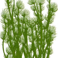 Cartoon Fennel digital illustration 