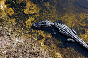 Fototapeta premium Alligator, Big Cypress Everglades