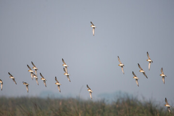 Wetland birds