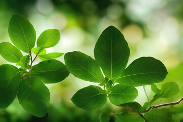 Fototapeta na wymiar Close up of green leaves of Small Tree