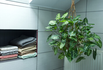 Arrowhead Plant, Syngonium Podophyllum, hanging plants in the bathroom. Modern home interior.