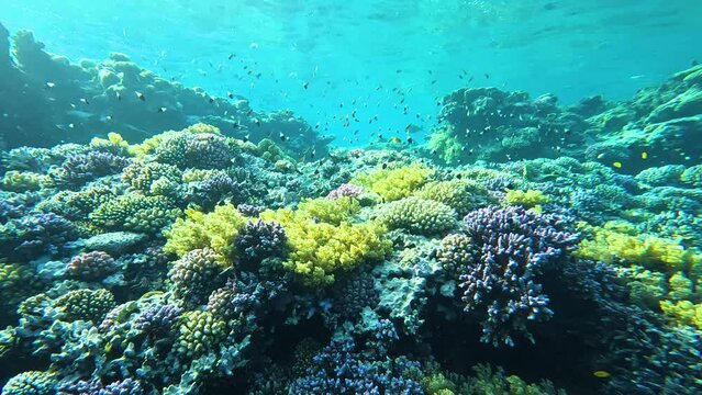 Lively coral reef teeming with life, Explosion of colors, rotational panning camera around corals