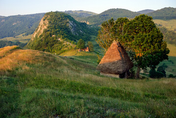 Fototapeta na wymiar Summer sunny morning in Trascau mountains, Alba county, Romania. Traditional animal shelter made of wood and thatched roof up in the mountains. Traditional Romanian village of old house straw roofing