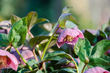 Purple helleborus purpurascens blooms in spring garden, macro closeup, is the first plant to bloom in early spring. Rebirth of nature. Happy Earth day!